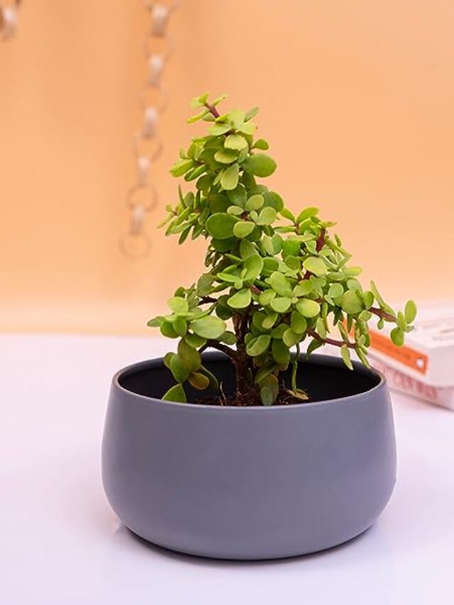 71FSzHNWWeL._AC_UL600_SR600,600_