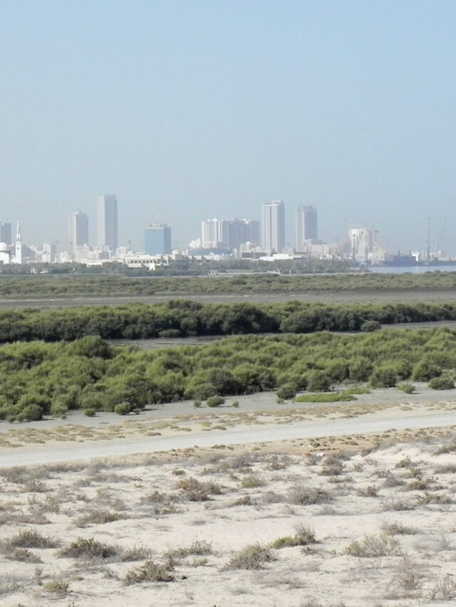 Umm_Al_Quwain_mangroves_(7267363924)