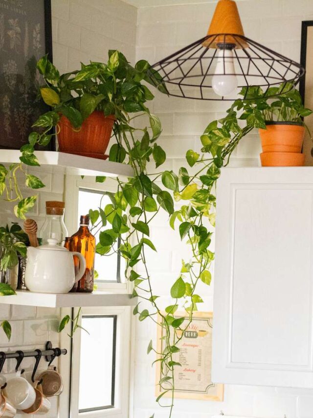 10 Best Indoor Plants that attractive your living room - Aarsun