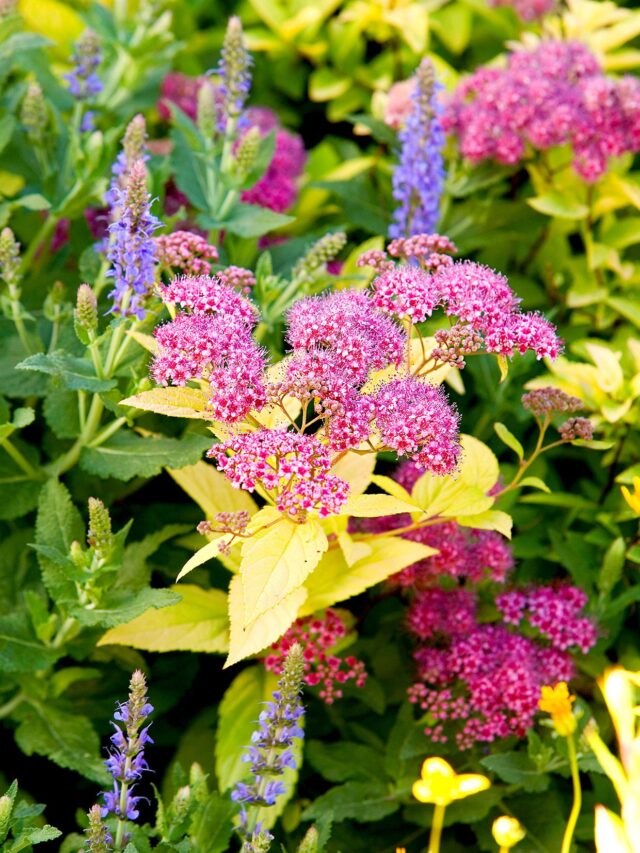 brewer-garden-flowering-shrubs-2580f44c-7863d4c175a7472fae713498f28be381