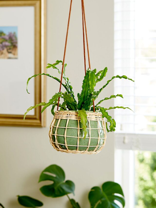 birds-nest-fern-79b84674-a8ee4e69a8d04c81a926b05cad9c254d